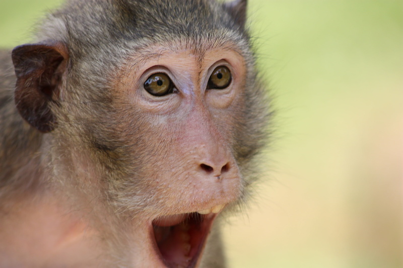 open, focus on foreground, animal wildlife, one animal, no people, look, mammal, foot, the eye, animals in the wild, the eyes, monkey, in the ear, zoo