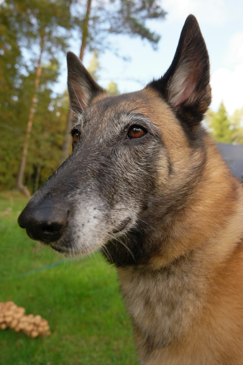 animal nose, looking, land, animal, the muzzle, 5K, animal head, the most obvious, domestic, pet, domestic animals, snout, animal mouth, no people, one animal
