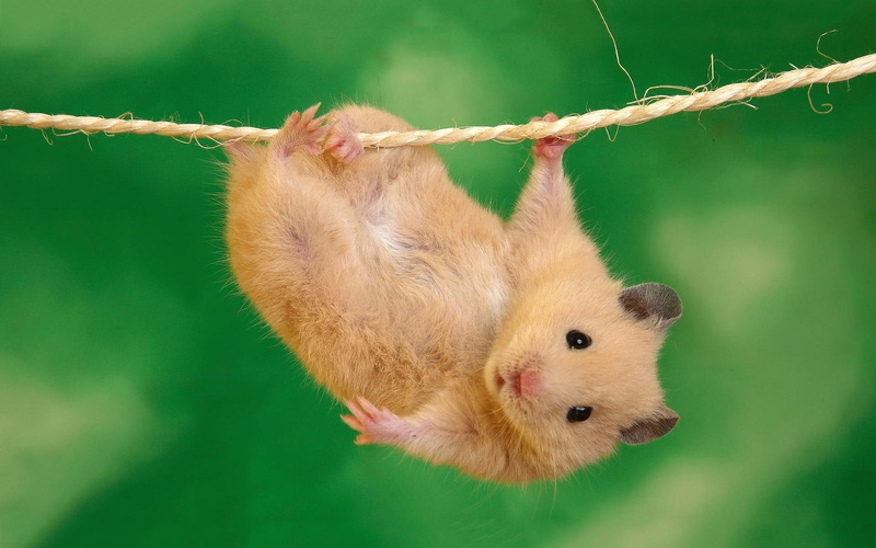 1080P, funny, hang, cute, haning, hamster