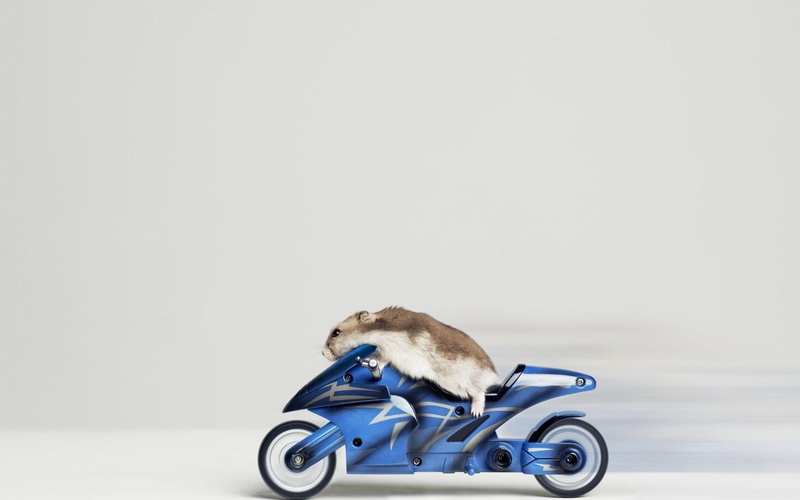 blue, 1080P, animals, motorola, funny, hamster