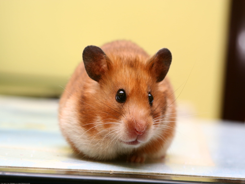 rat, animals And Pets, focus on foreground, selective focus, one Animal, curiosity, baby, animal wildlife, fur, muzzle, eating, domestic, animal Nose, portrait