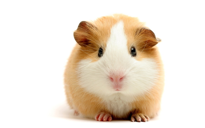 hd, hamster, 2K, white, animals, rodent