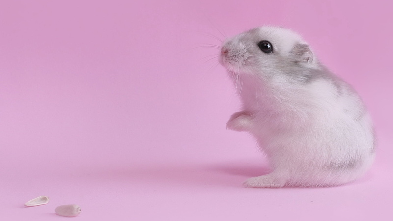 baby, looking, young Animal, whisker, indoors, fur, one Animal, full length, cute, domestic Animals, animal eye, fluffy, mammal, mouse, pink background