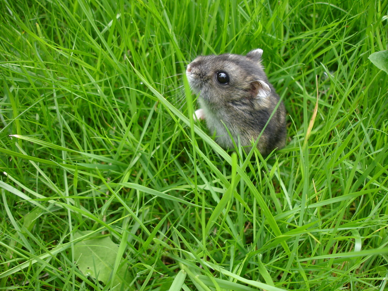 ドワ, russian, small, hamster, chinchilla, animal, Cricetinae, wildlife, grass, 2K, nain, chomik, cute, mouse, sweet, black, Russian Dwarf Hamster, green grass