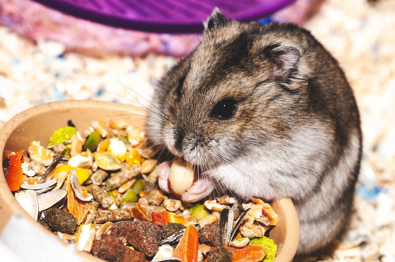 food, 4K, eating, holding, animal wildlife, freshness, one animal, high angle view, animal themes, eat, day, close-up, brown, funny, hamster, food and drink