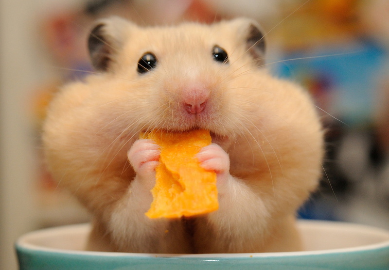 looking at camera, domestic, lunch, animal themes, rodent, cheeks, white, food and drink, animal wildlife, pets, young Animal, small, portrait, animal body part