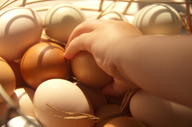 healthy, in a row, people, person, hen, fresh, close-up, hand, beginnings, human hand, eggs, natural, lifestyles, market, 2K, farm, day, nature, animal egg