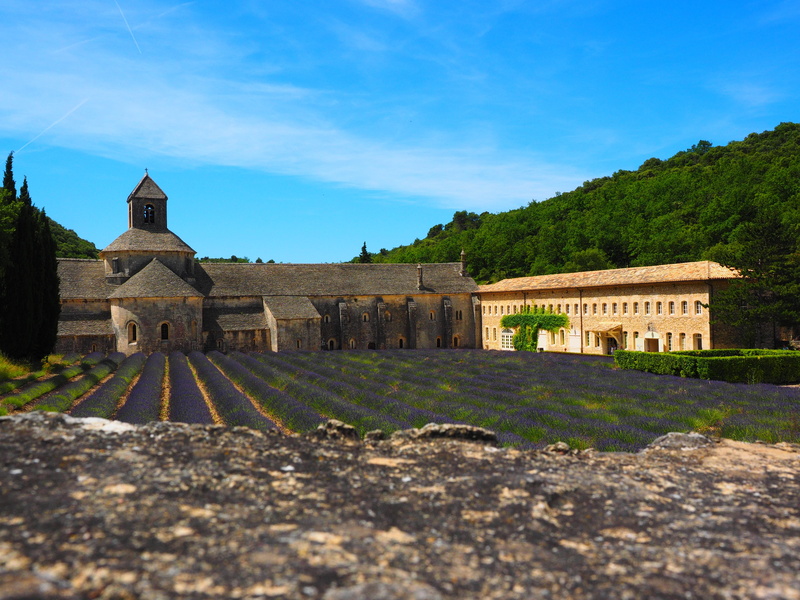 lavender meadow, spirituality, agriculture, provence, wild plant, abbey church, bistum avignon, wildblue, crop, building, lavender blossom, decorative