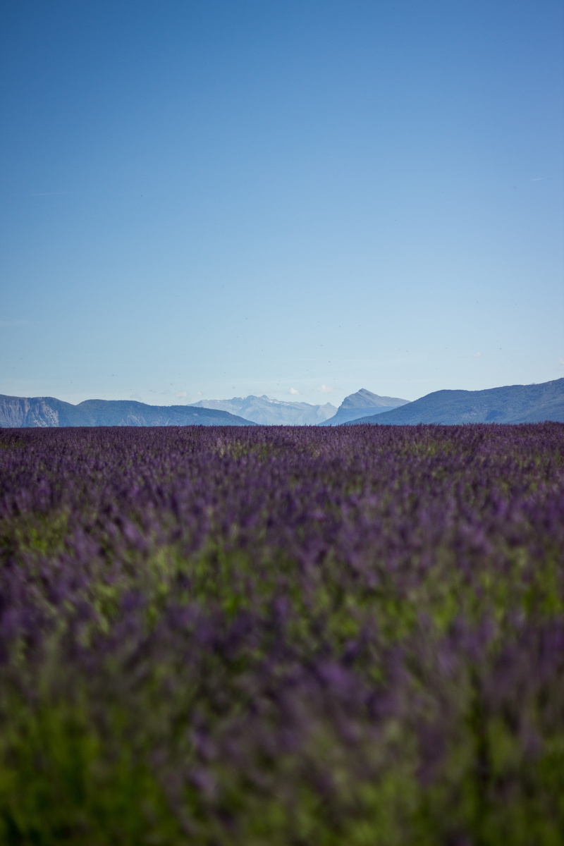 clear sky, environment, herbal, rural, flora, perfume, flowering plant, farmland, provence, country, scenics - nature, copy space, natural, herb, tranquility