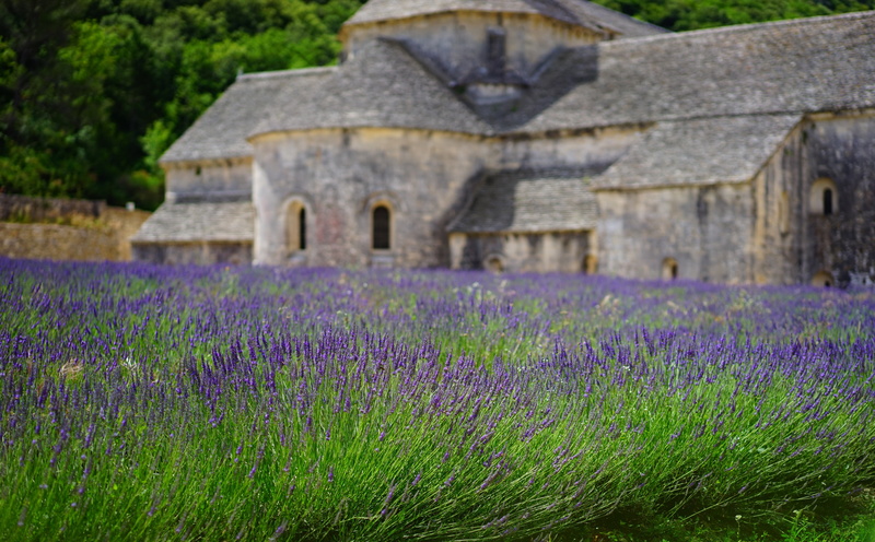 French, Crop, lavandulaofficinalis, Fragrant, Purple, lavender colored, vaucluse, Lavender, land, built structure, Wild, Vintage, lavandulavera, flower