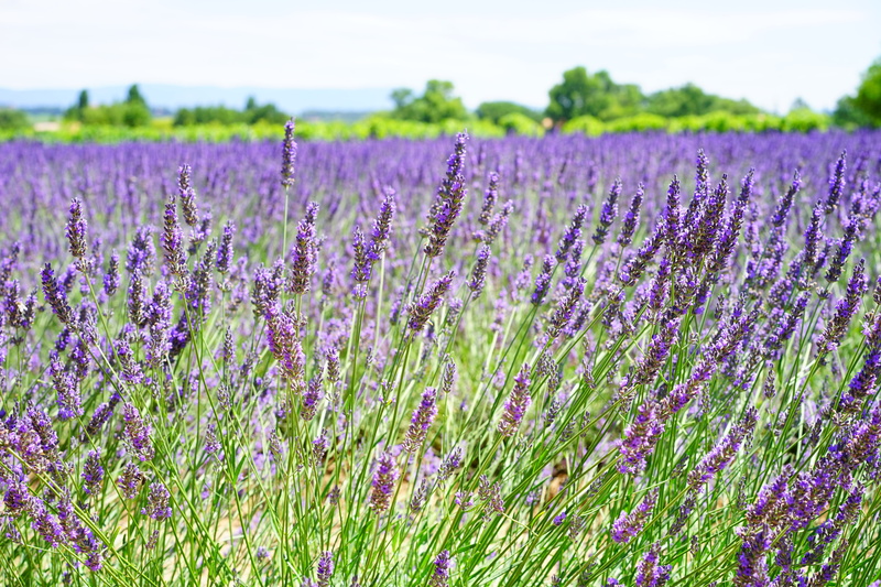 flowers, petals, vulnerability, flower head, herb, garden, decorative, scented, violet, narrow leaf lavender, springtime, homeopathy, inflorescence, lavender Coloured
