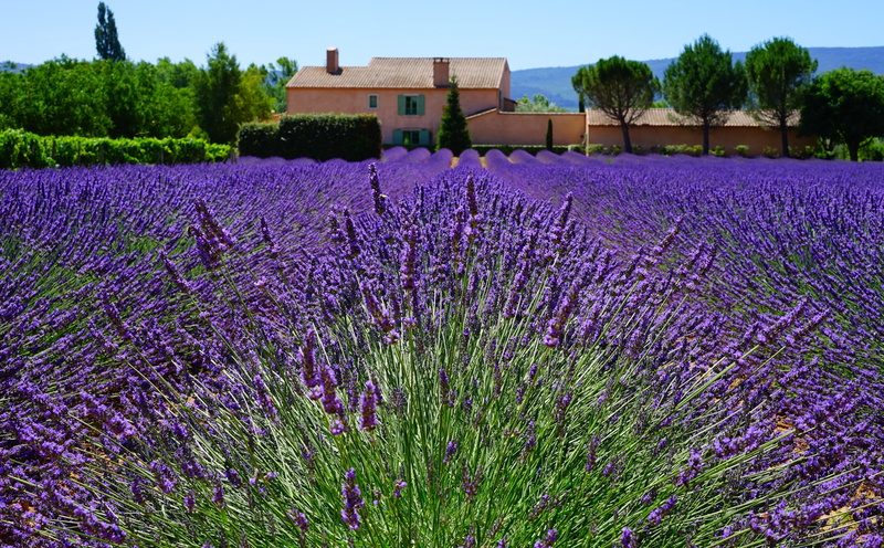 freshness, Fragrant, no people, flowerbed, cottagegarden, lavandulaofficinalis, day, provence, flowering plant, Green, tree, growth, flower, Europe, lamiaceae