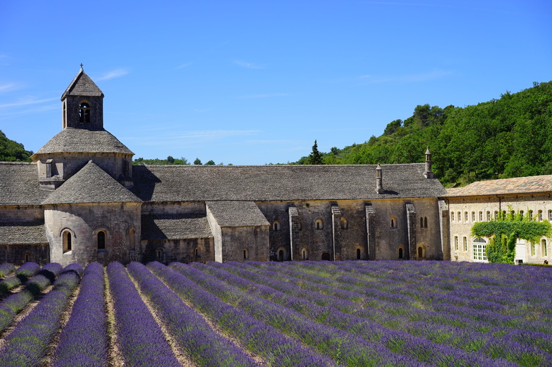 narrow leaf lavender, lavandula angustifolia, abbaye de sénanque, inflorescence, flora, herb, agriculture, purple, outdoors, the order of cistercians, france