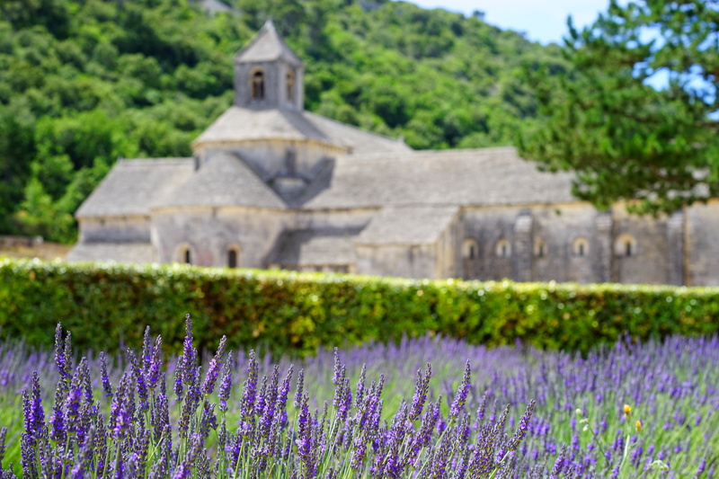 france, gordes, lavender flowers, garden, wild plant, fragrance, flower meadow, department of vaucluse, flowering plant, landscape, day, lavender cultivation