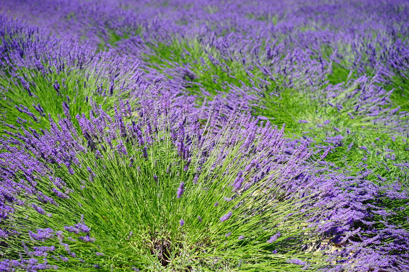 vulnerability, flower meadow, flowering, flowerbed, aromatic, day, 5K, medicinal plant, flower, herbs, french, lavender field, tranquility, beauty in nature