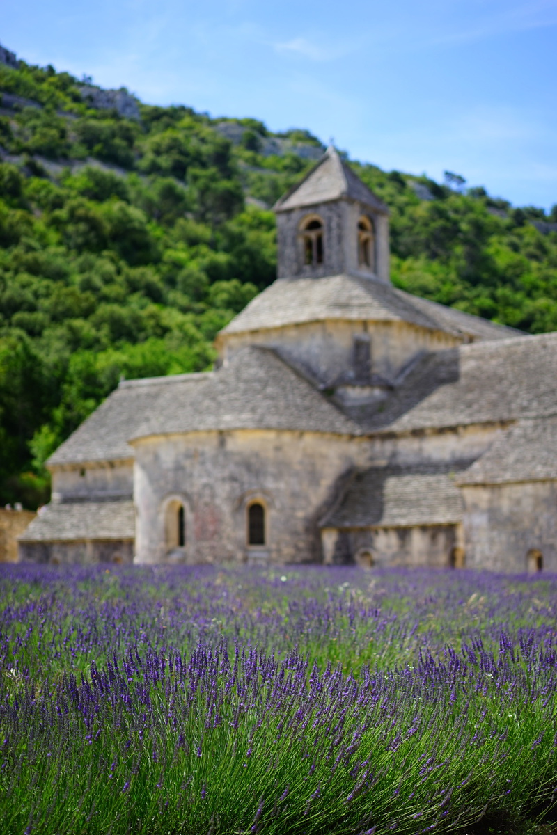 vaucluse, lavender cultivation, botany, nature, lavender Coloured, abbey, inflorescence, herb, green, sénanque abbey, abbaye de sénanque, building, lavendula