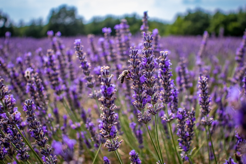 growth, agriculture, lavender, land, homeopathy, violet, petal, no people, outdoors, beauty in nature, lavender colored, garden, selective focus, france