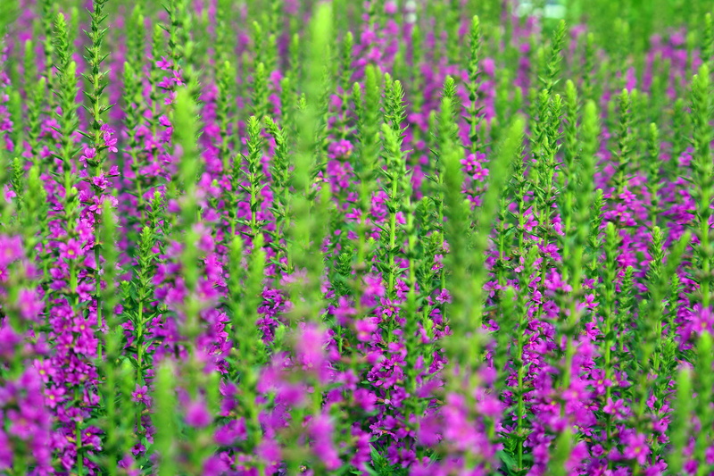 aromatherapy, herbs, small, provence, nature, fragility, spa, pink color, freshness, growth, flowering plant, france, beauty in nature, herb, relaxation