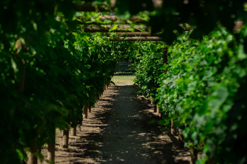shrubs, roussillon, france, the way forward, green, nice, grapes, diminishing perspective, plant, nature, bushe, selective focus, growth, direction, 4K