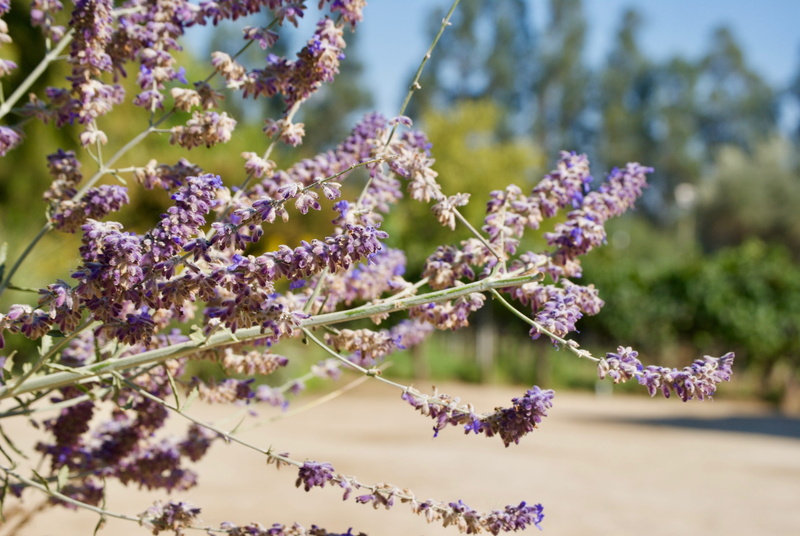 flora, nature, blossom, day, botany, flower, homeopathy, growth, crop, purple, lilac, bunch of flowers, flowering plant, 4K, garden, lamiaceae, freshness
