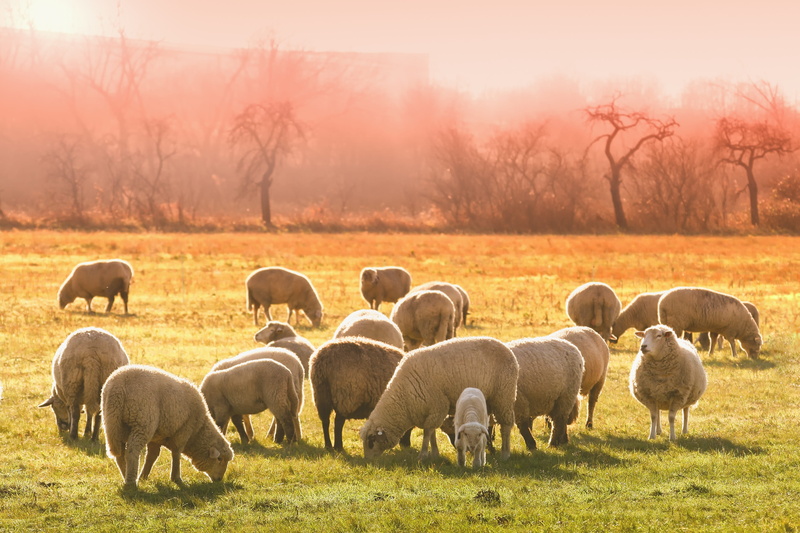 landscape, outdoors, land, animal, 4K, flock of sheep, sheep face, large group of animals, animal wildlife, grass, livestock, animals in the wild, meadow