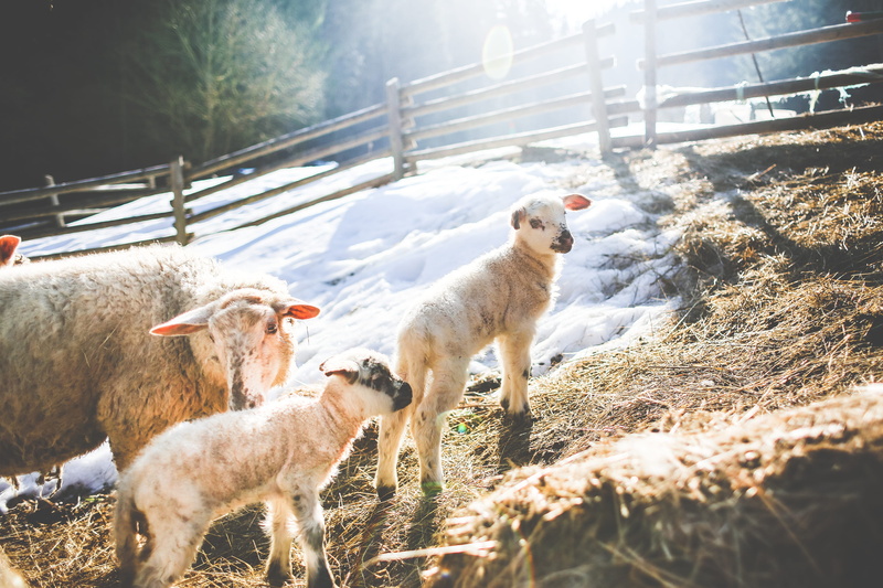 domestic, sheeps, farm, grass, outdoors, cold, animal, two animals, pets, herbivorous, young, young animal, breeding, rural Scene, Family, agriculture