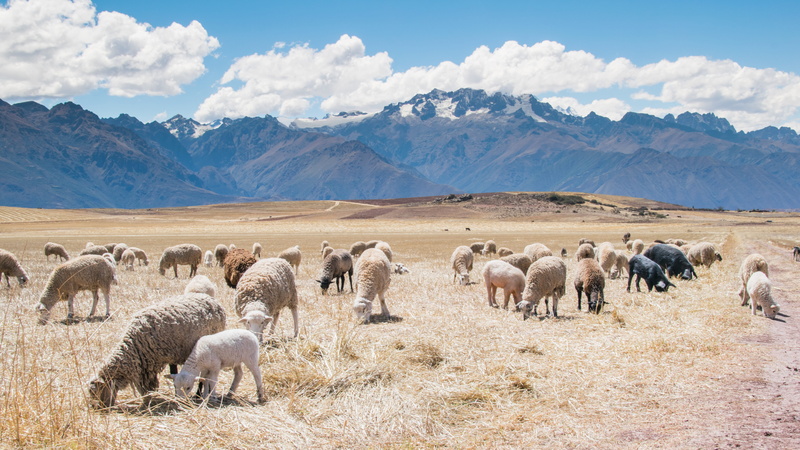 herd, agriculture, group Of Animals, sky, land, animal themes, scenics, animal wildlife, animals And Pets, mountain, pasture, 5K, vertebrate, domestic animals