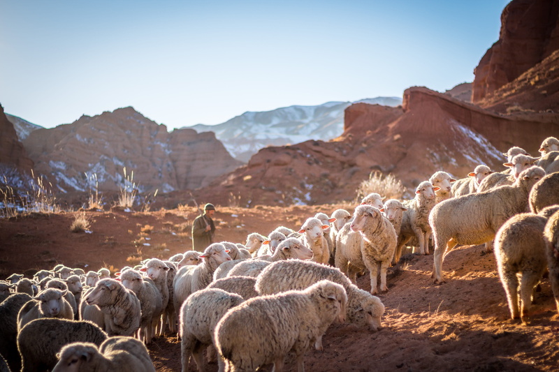 nature, large group of animals, kyrgyzstan, farmer, mammal, shepherd, animal wildlife, agriculture, mountain range, domestic, mountain, scenics - nature