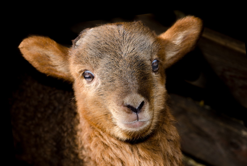 young animal, nature, brown, lamb, whisker, animal themes, pets, looking at camera, little, cute, animals in the wild, countryside, mammal, petting farm