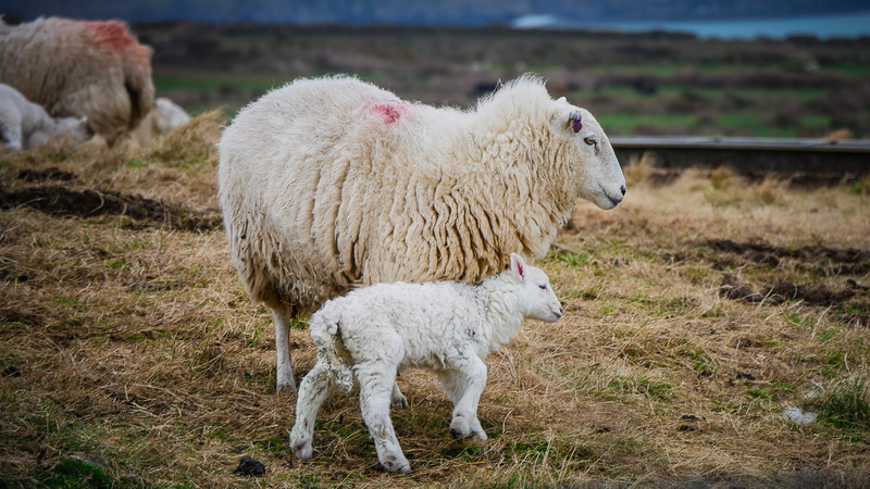 focus on foreground, 2K, domestic, hayfield, field, farm, animal themes, farm animals, mammals, sheep, mammal, young animal, white color, animal family