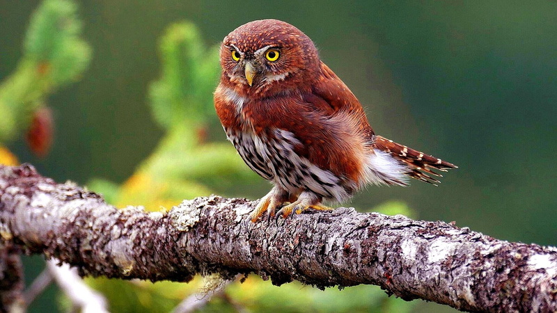 tree, animal themes, beauty in nature, no people, full length, focus on foreground, plant, vertebrate, nature, day, 1080P, bird of prey, owl, animals in the wild