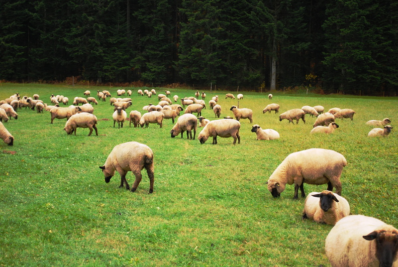 land, grass, hill, animal, rural, pastoral, outdoors, environment, fleece, mutton, animals, shepherd, field, herding, green color, Pasture, Sheep, livestock