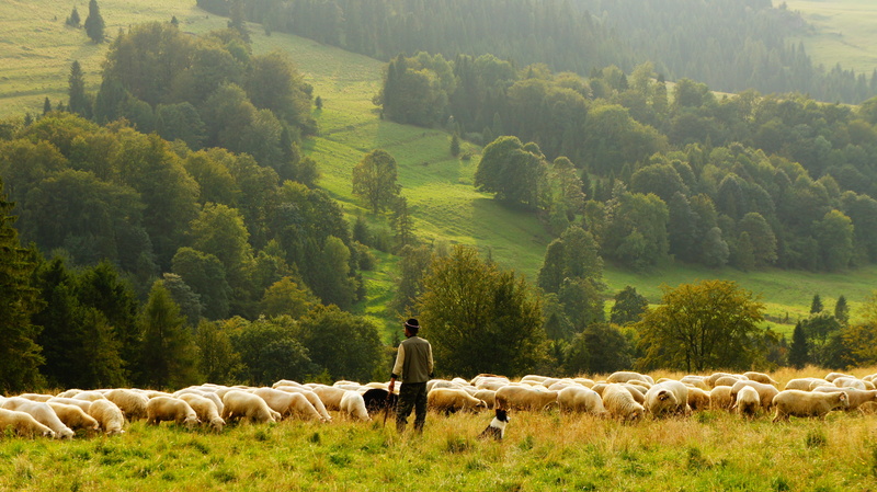 pasture, meadow, group of animals, mammal, pets, standing, tree, agriculture, flock of sheep, sheep, shepard, livestock, herbivorous, large group of animals