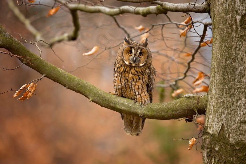 bird, branches, look, autumn, leaves, 1080P, owl, tree, motley, nature, background