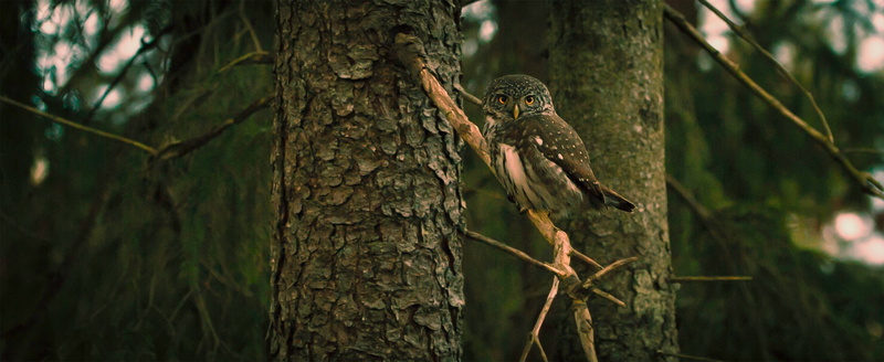 owl, branch, forest, bird, 4K, trees, wild, animal, nature