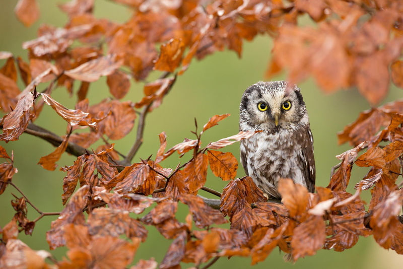 leaves, forest, Autumn, 1080P, branche, owl, branches, Bird