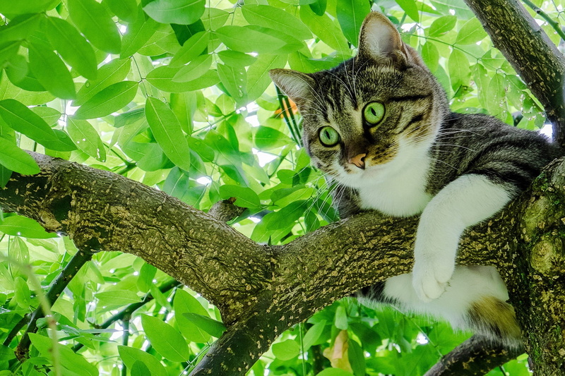 green eyes, no people, vertebrate, tree, pets, nature, silver, whisker, green, animal themes, leaf, plant, domestic, low angle view, plant part, branch