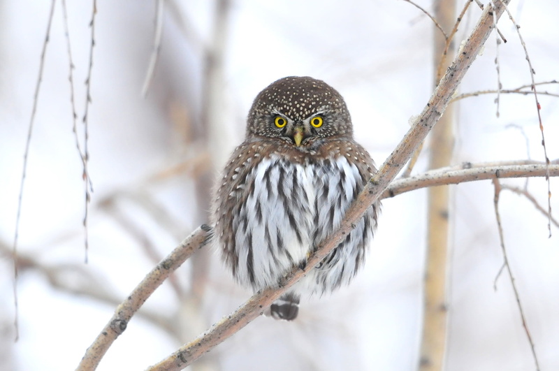 brown, animals Hunting, snow, cute, plant, close-up, animal Eye, winter, outdoors, animal Wing, animal wildlife, beak, one Animal, bird Watching, small