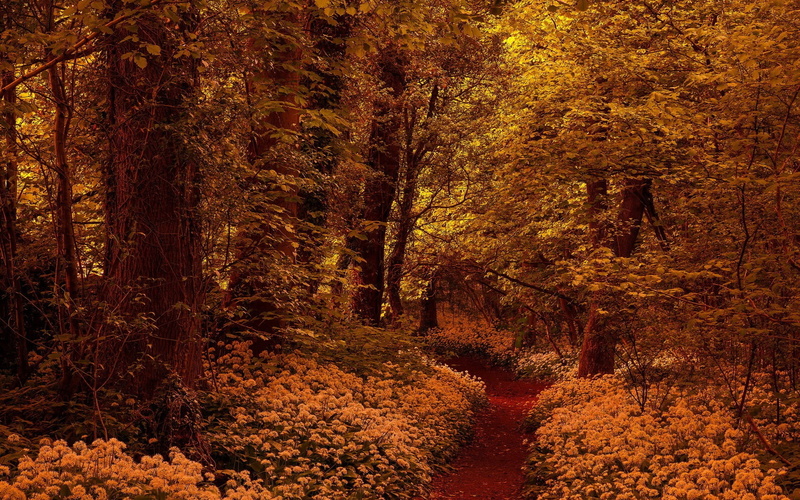 scenics - nature, nature, yellow, no People, land, scenics, autumn, brown, colors, autumn collection, sunlight, branch, vibrant Color, wood, landscape