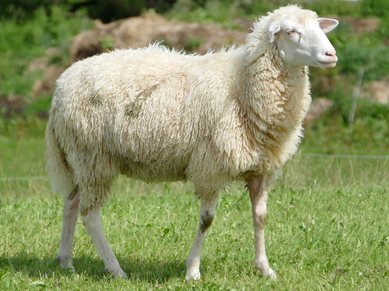 pets, domestic, lamb, herbivorous, mammal, field, vertebrate, agriculture, outdoors, grass, standing, animal themes, domestic animals, nature, 2K, sheepskin