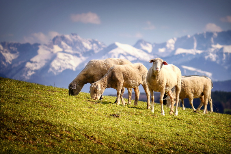 flock, 4K, pasture, flock of sheep, landscape, mammal, field, cattle, herbivorous, animals, plant, nature, domestic animals, domestic, environment, animal themes