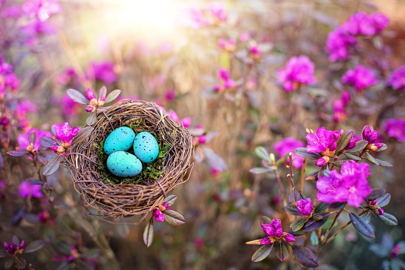 celebration, beauty in nature, season, spring, 5K, eggs, easter egg, egg, close-up, flowering plant, easter, no people, flower, plant, fragility, birds nest