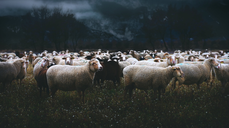 pasture, nature, the evening, the herd, summer, the dark background, twilight, gloomy, sheep, flock, meadow, fog, a flock of sheep, 4K, mountains, a lot