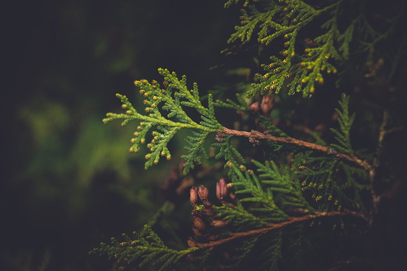 growth, conifer, plants, selective focus, tree, nature, vulnerability, fern, plant, plant part, no people, pine tree, green color, tranquility, red, leaf