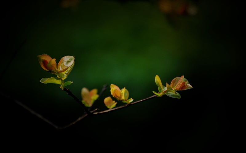 leaf, plant, yellow, plant stem, outdoors, plant part, orange, beauty in nature, flowers, flower, plants, freshness, no people, day, flower head, vulnerability