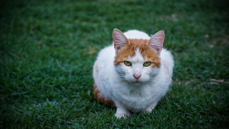 land, field, domestic, vignette, animal eye, one animal, domestic cat, animals, cat, nature, animal, vertebrate, domestic animals, portrait, pets, grass