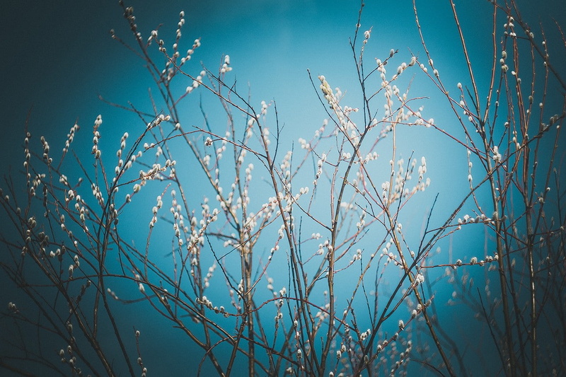 flowers, no people, 720P, plants, day, tranquility, vignette, flowering plant, winter, plant, sky, tree, clear sky, outdoors, branch, close-up, nature