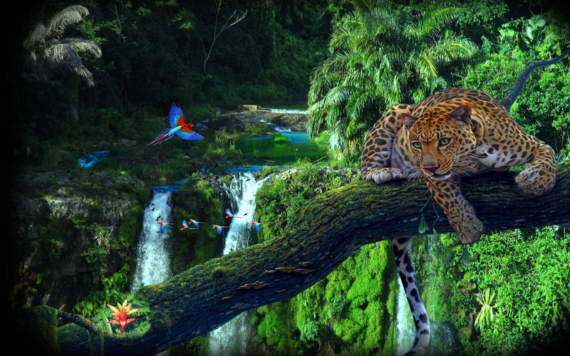 macaws, vignette, vertebrate, scenics - nature, mammal, 1080P, tree, artwork, animals, waterfall, outdoors, real people, forest, beauty in nature, feline