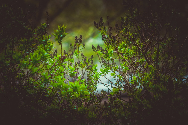 Latvia, summer, leaf, sun, season, springtime, green Color, flower, autumn, plants, growth, day, Riga, bright, photo, tranquility, plant, close, branch