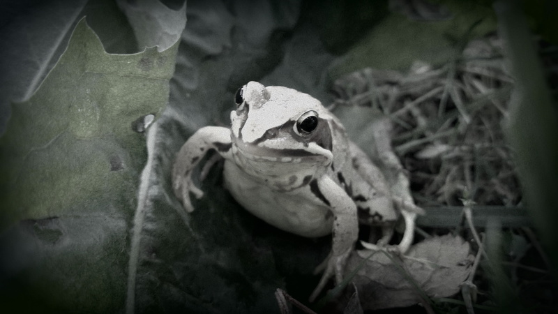 vignette, outdoors, amphibian, frog, 2K, close-up, focus on foreground, animals in the wild, animal, high angle view, day, vertebrate, no people, plant